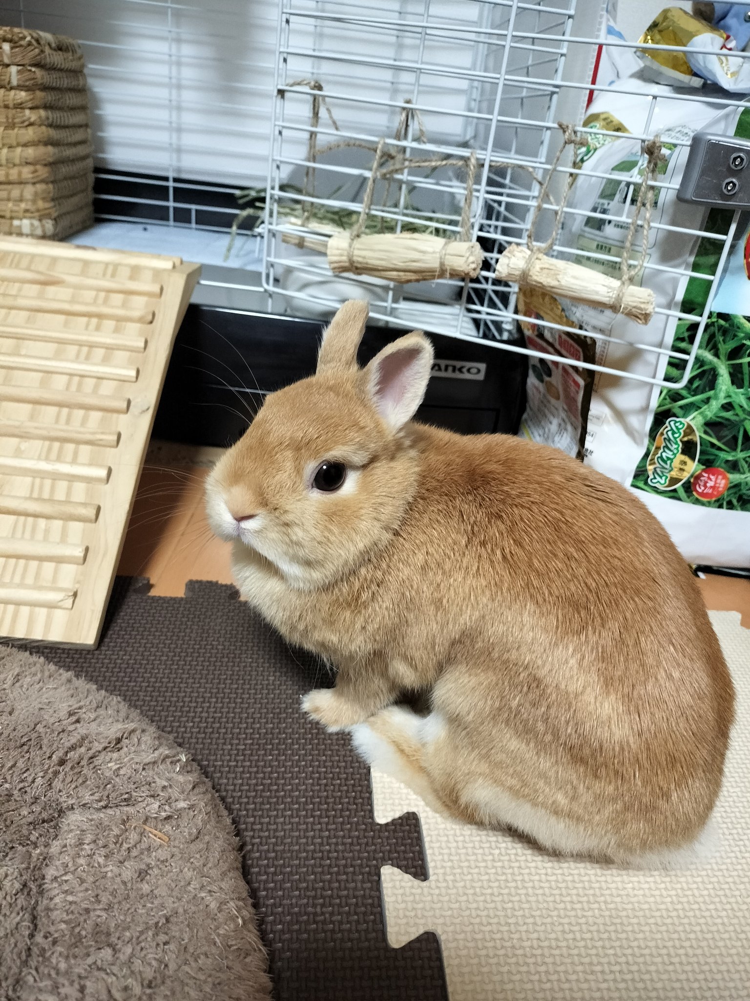 このタグを見た人はめっちゃかわいいうさぎさん貼って - Search / X