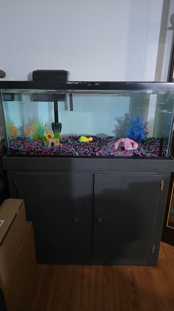 AngryGn0me's tweet image. Well the new #GloFish tank is in the beginning setup phase. Fish are able to be added but we are waiting for a few more things before we add any. If you want to add some glofish, just let me know! #Gn0m3Syndicate #KickStreaming