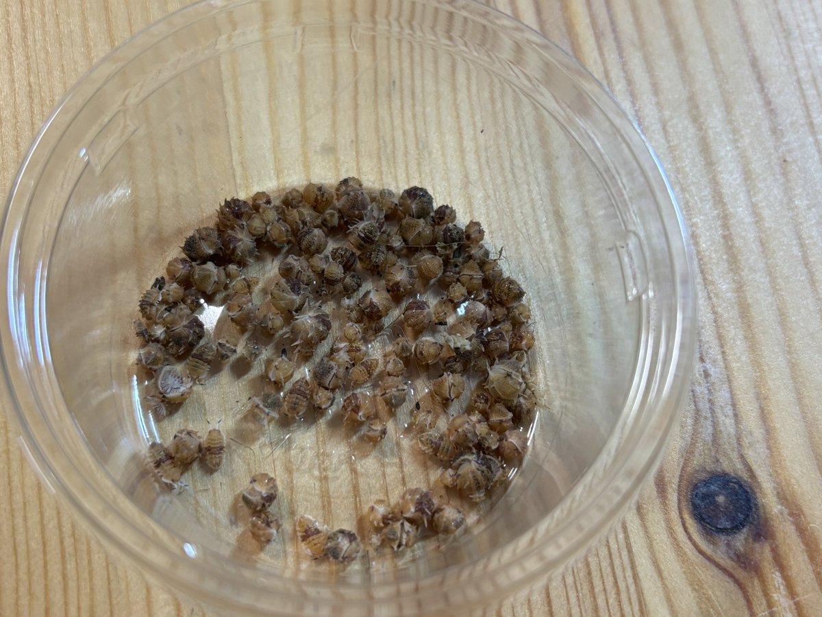 スピノサス
ゆっくりだけどちゃんと増えてる！
100匹は超えた！