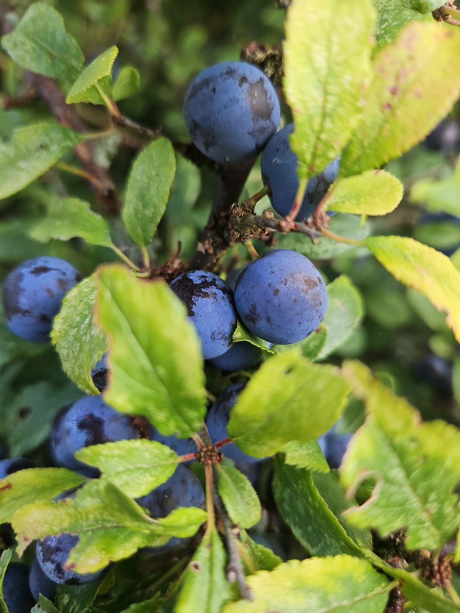 Over the weekend it was amazing to see the amount of families and adults out in nature foraging, picking blackberries and sloes. I was there too! 

There seems to be a bumper crop this year.

What have you been foraging in nature?  

#environment #education #foraging #nature