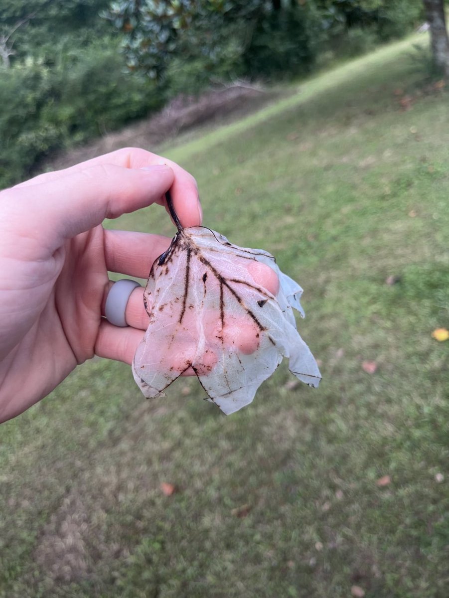 InterestngFiles's tweet image. What pool chemicals do to leaves