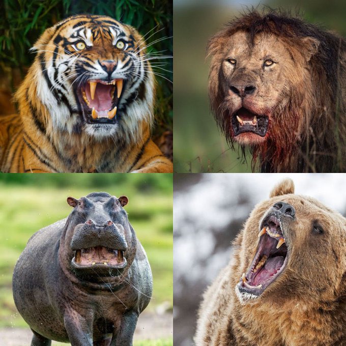For $200 million, which animal could you survive against for 30 minutes