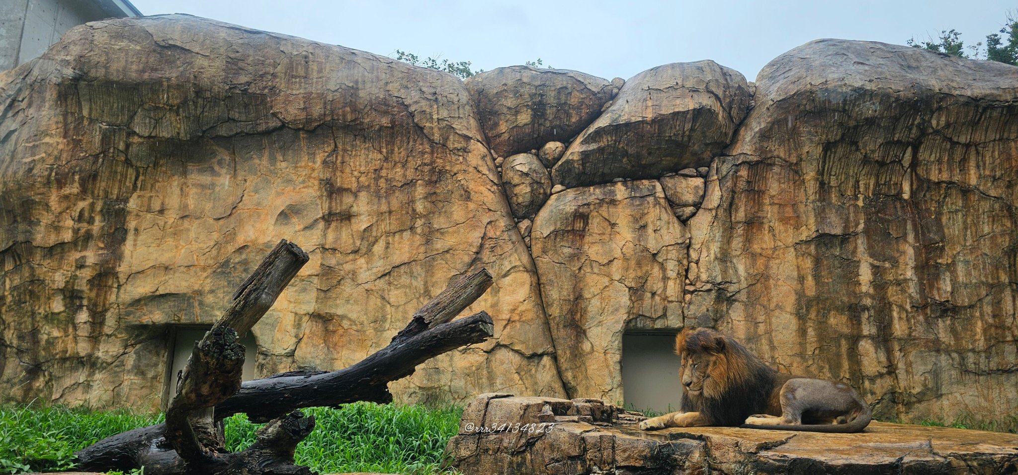 ピューマ 額装付 猫 ライオン チーター #1 ピューマ 額装付 猫 ライオン チーター #1 黒猫@ネコ科好き on X: