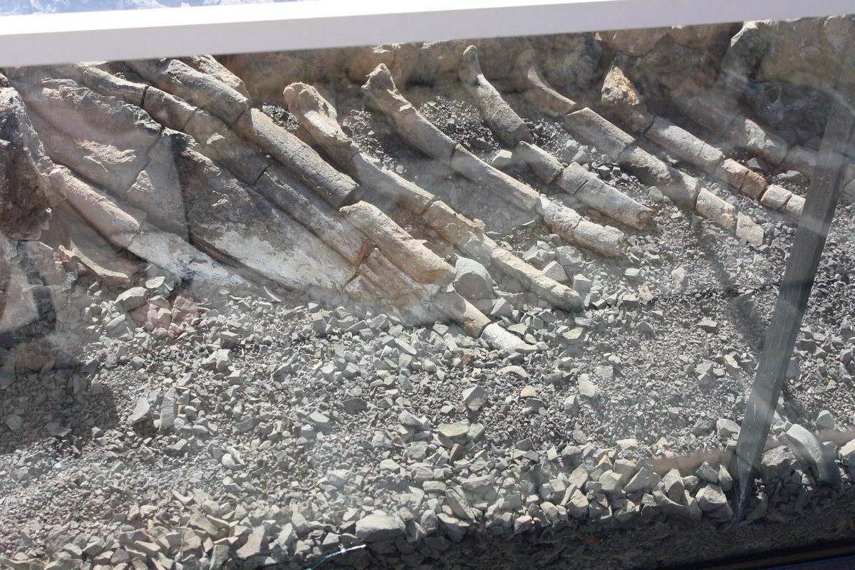 SANParks's tweet image. The park preserves this ancient legacy, making it a goldmine for paleontologists and history lovers alike.
__
📷 Isabel Taljaard #SANParksHistory #LiveYourWild #WildBackyard