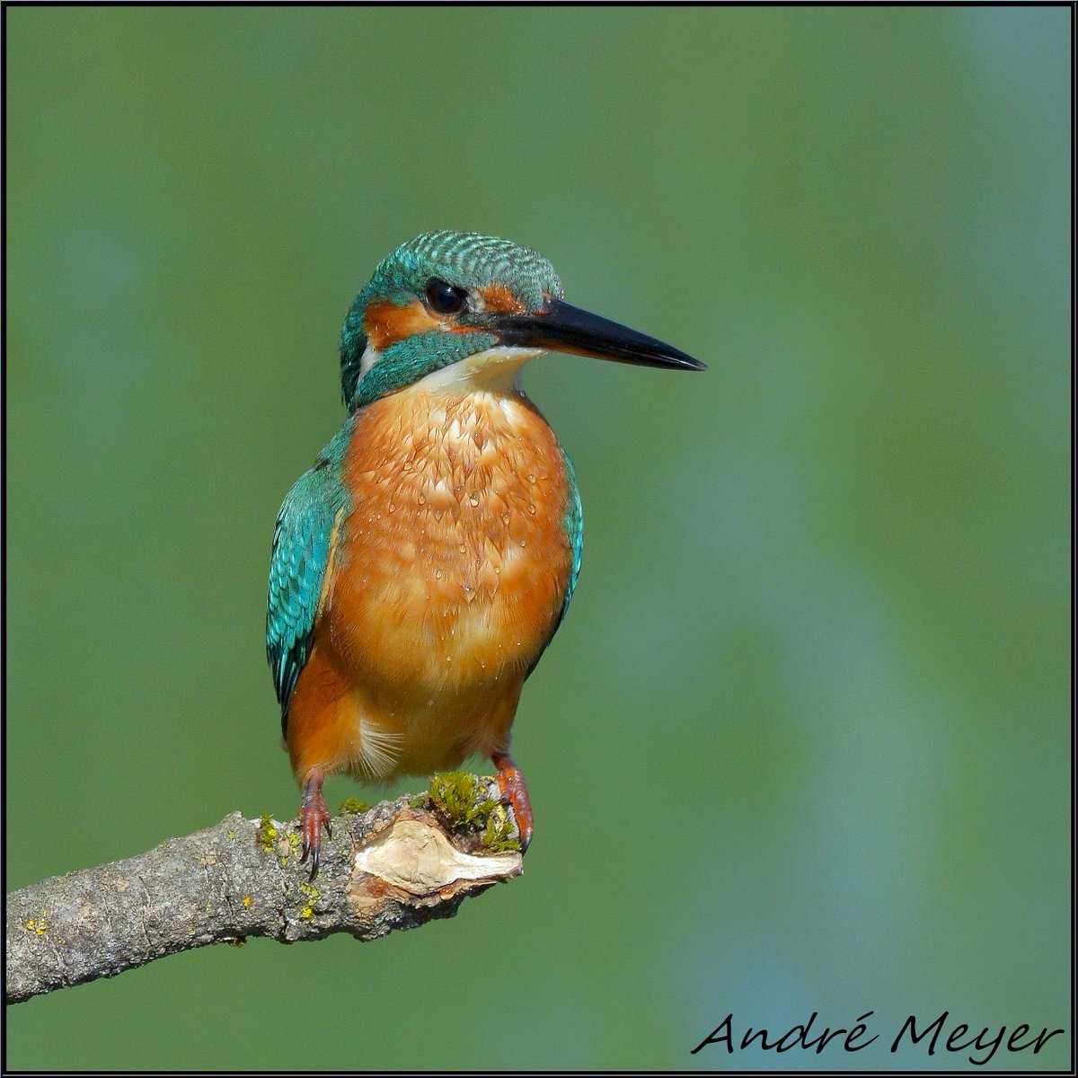 AtthisAtthis's tweet photo. Martin pêcheur / Kingfisher / Eisvogel / Martin pescatore eurasiatico / Alcedo atthis / #NikonD5100 / #Alsace / #BasRhin / #Witternheim.
Le 10 Août 2025 https://t.co/M8SX1n2TpT
