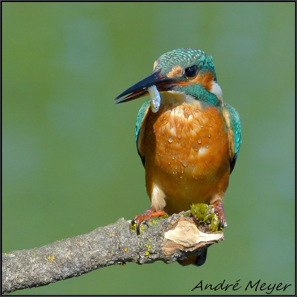 AtthisAtthis's tweet photo. Martin pêcheur / Kingfisher / Eisvogel / Martin pescatore eurasiatico / Alcedo atthis / #NikonD5100 / #Alsace / #BasRhin / #Witternheim.
Le 10 Août 2025 https://t.co/M8SX1n2TpT