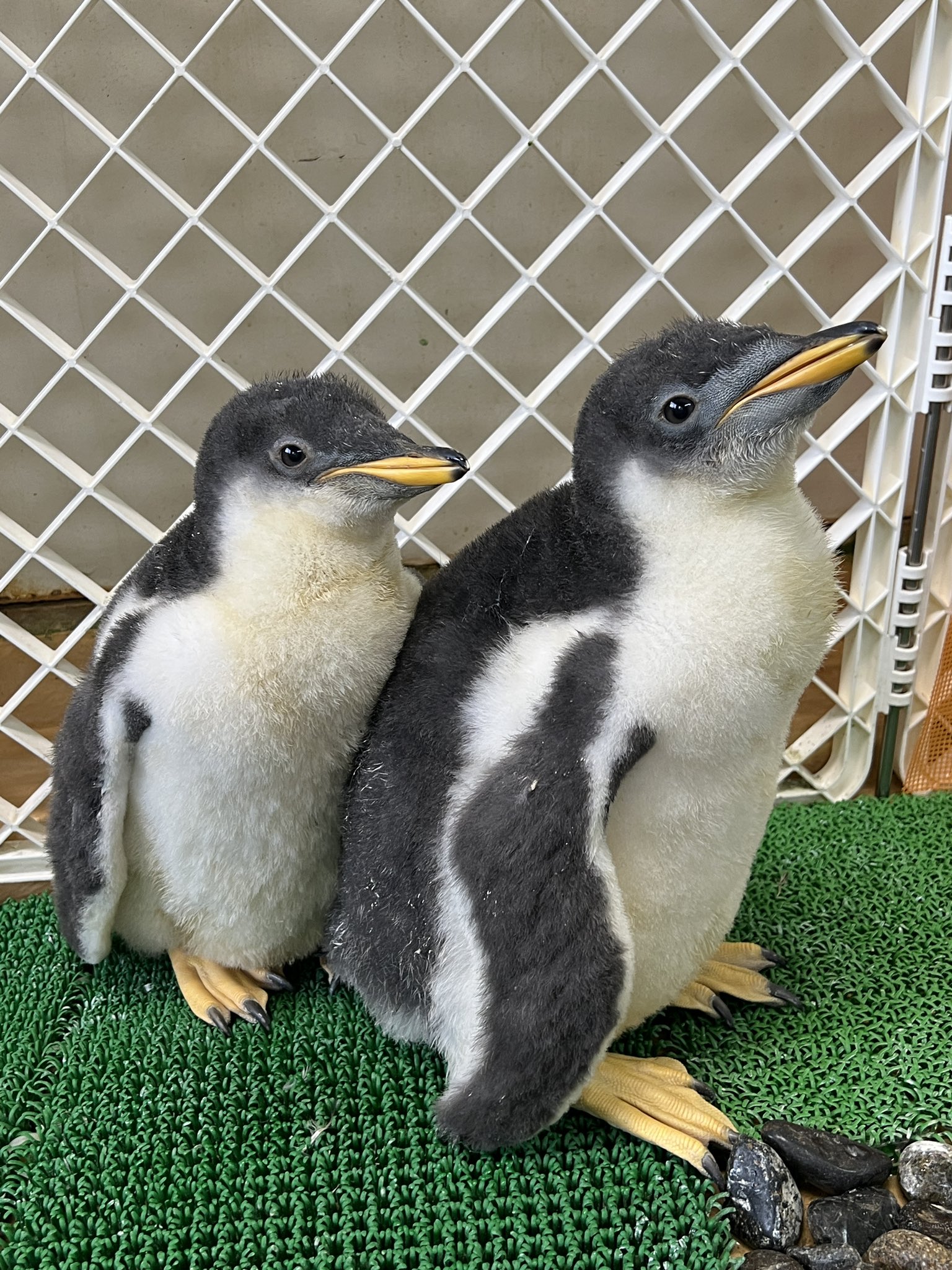 旭川市旭山動物園［公式］ on X: 