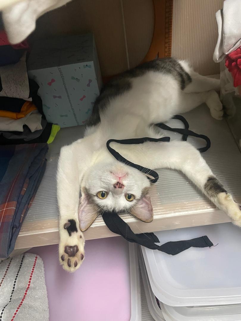 Khairul Anuar tweet media