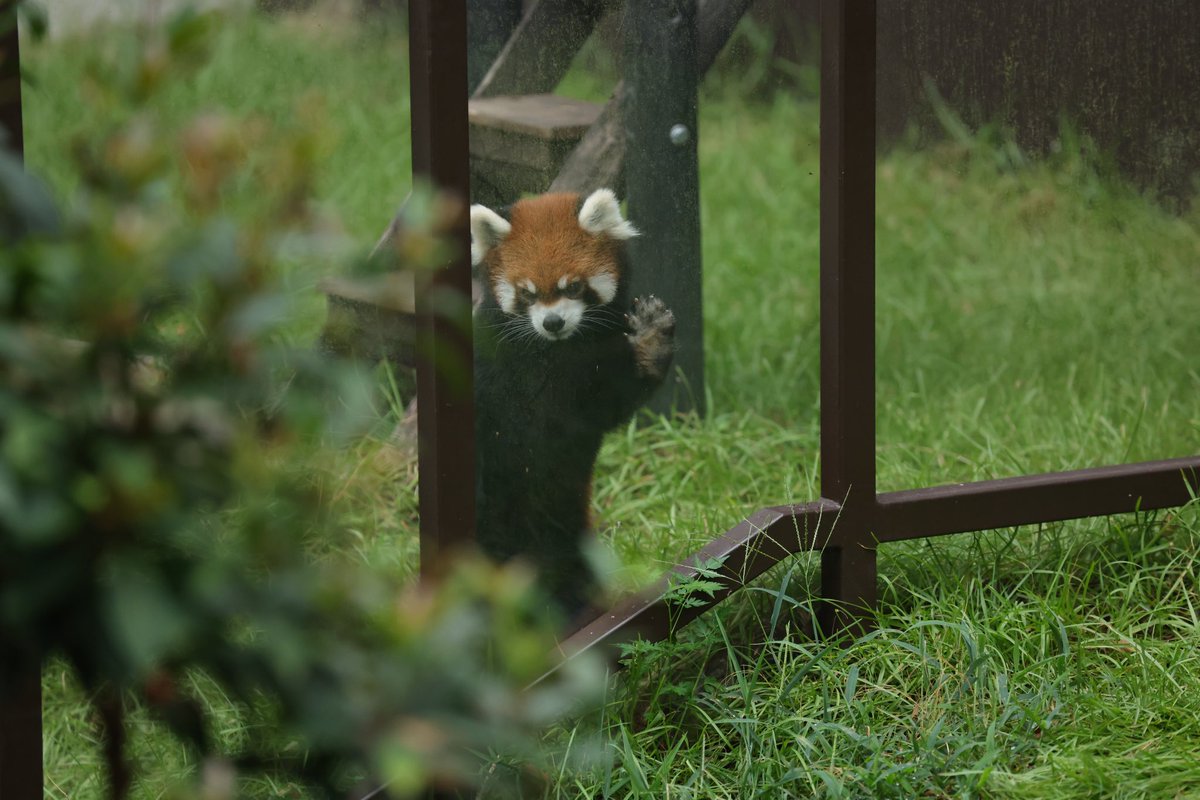 りーちゃんの🍎が気になるガオくん🤭
