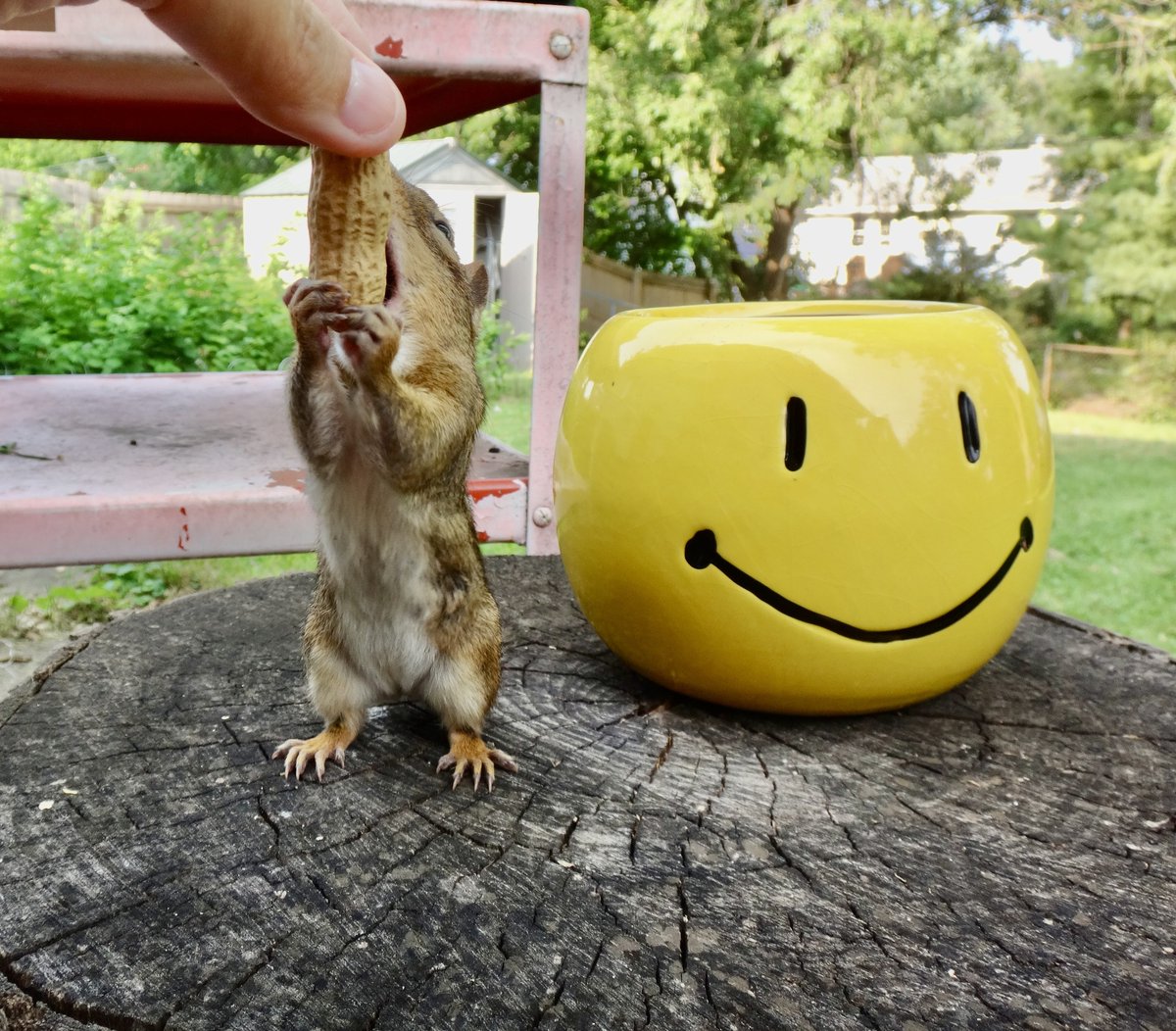 Happy Monday! Sharing is caring! #MondayVibes #MondayMorning #chipmunks #squirrels