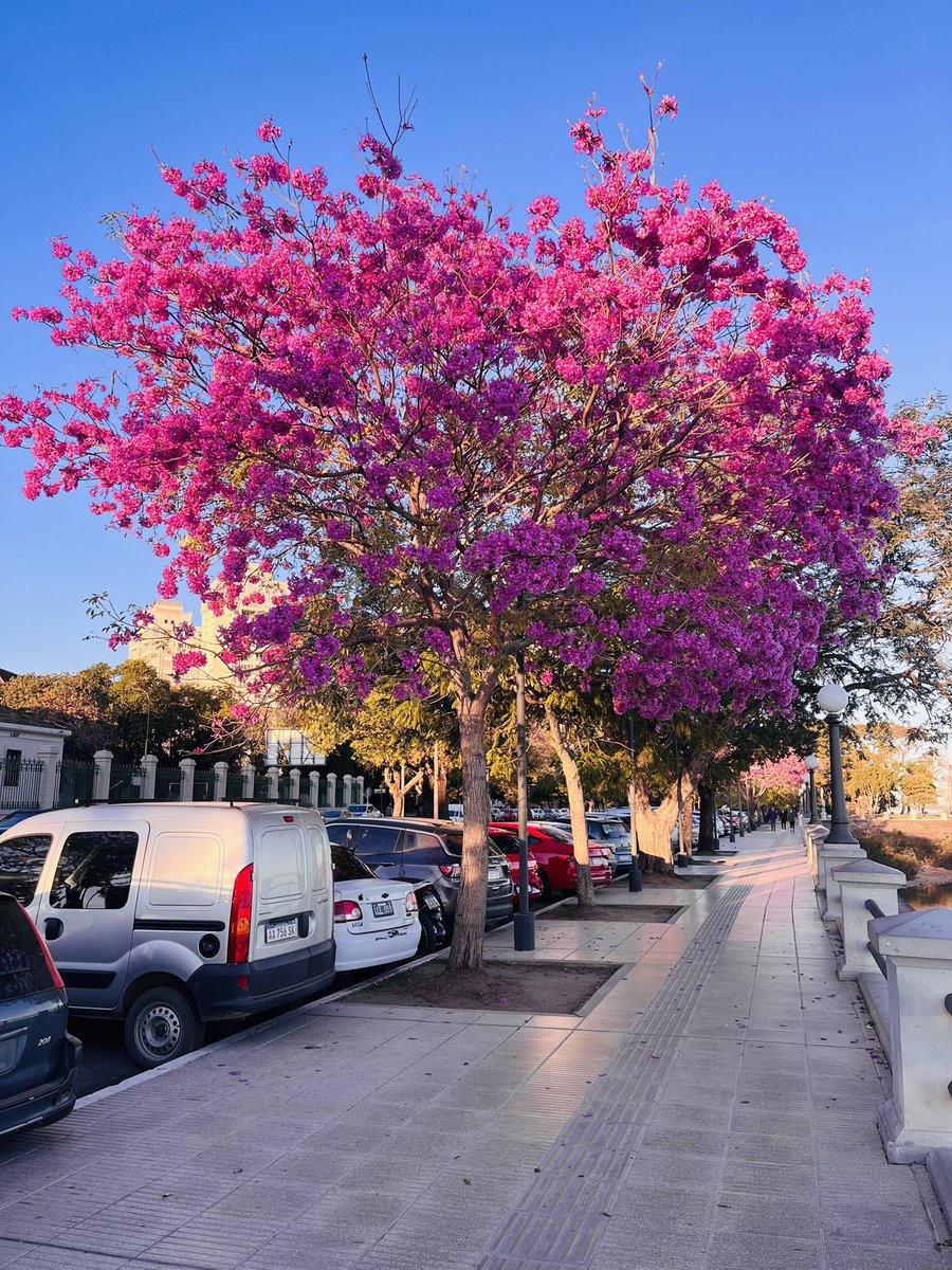 basssssssta's tweet photo. Lunes con L de #Lapacho en flor 🌸
La temporada más linda de #Corrientes llegó 😍 https://t.co/IjD3wN43k3