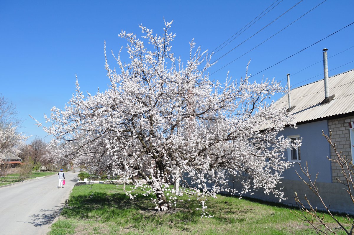 petrovkostya123's tweet image. Абрикоси квітнуть☺️
18.04.2013