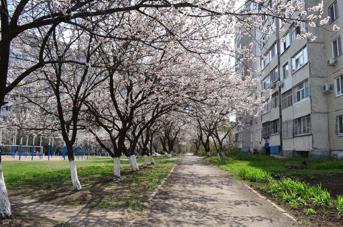 petrovkostya123's tweet image. Абрикоси квітнуть☺️
18.04.2013