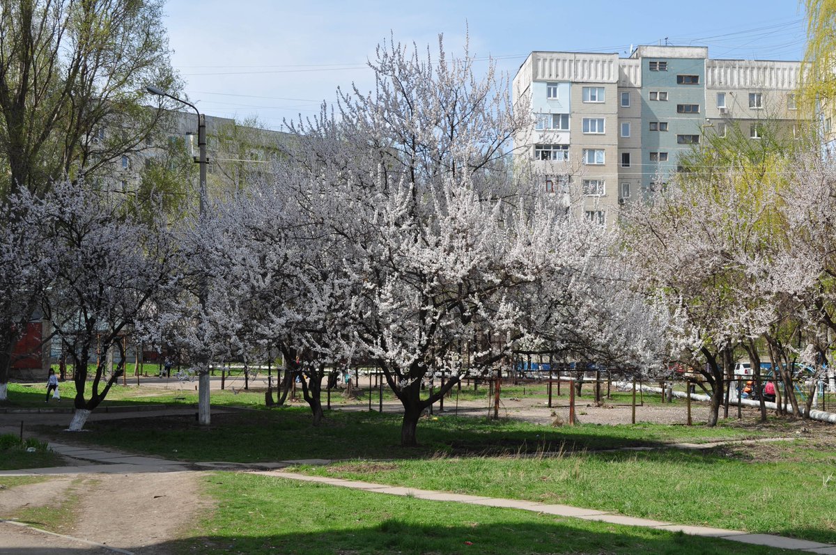 petrovkostya123's tweet image. Абрикоси квітнуть☺️
18.04.2013