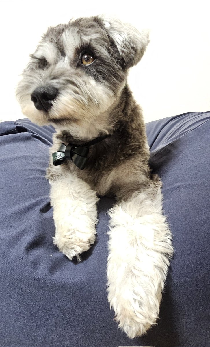まつ毛ちょっと切った✂
短めのがパッチリして可愛いと飼い主は思っている♡