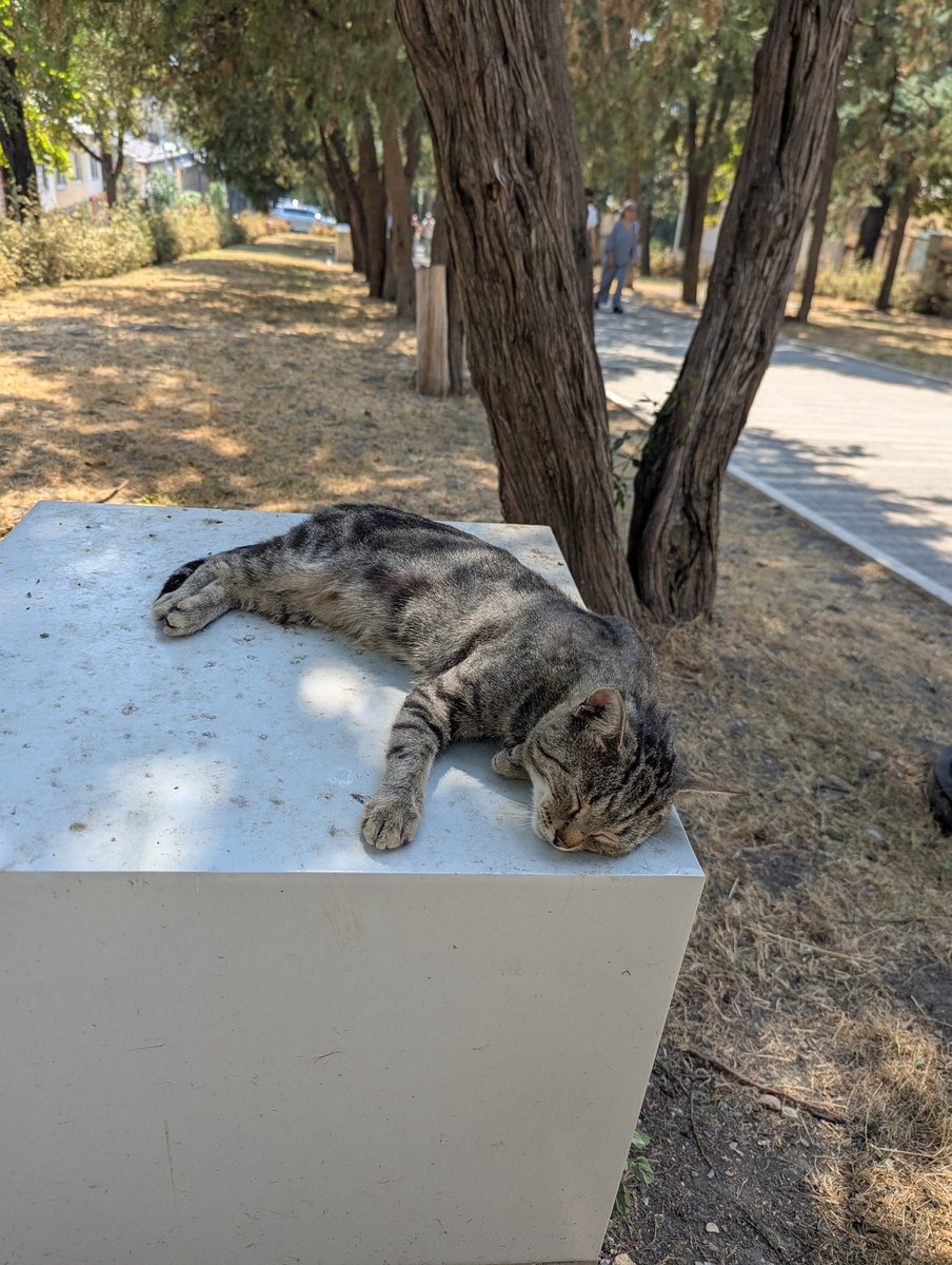 Пятигорские коты живут чисто на раскайфовке