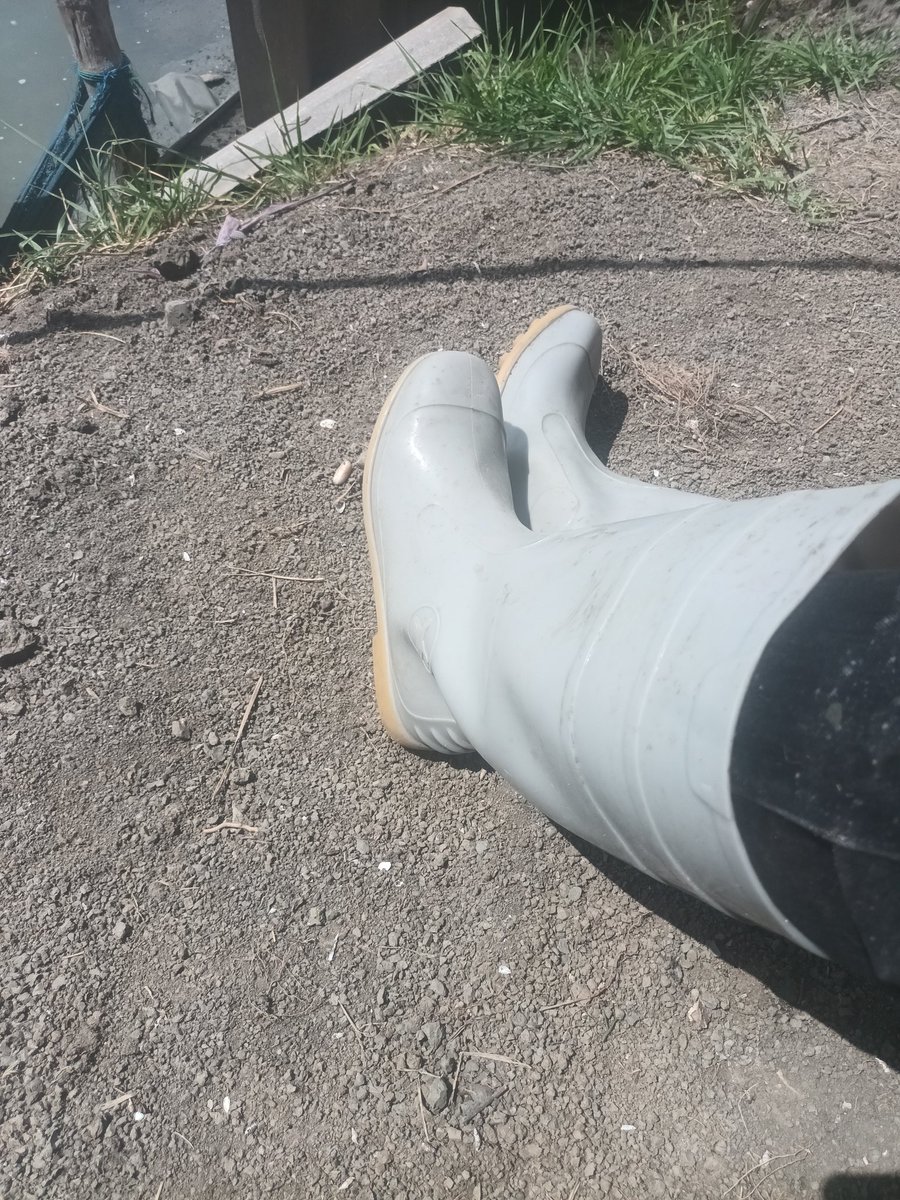 rubberboot89's tweet photo. โบลิ่ง16นิ้ว สีเทา ใส่06.00-18.00 น. ฉ่ำมาก รับประกันกลิ่น😅🤢😜❤️ https://t.co/Vd8MJeh5FZ