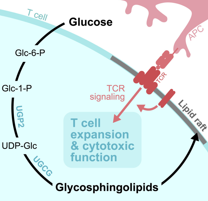 Dylan Ryan (@ryanlab_mbu) on Twitter photo 📢Last weeks #immunometabolism discoveries <a href="/Bims_BiomedNews/">Bims: Biomed News</a> ⬇️⬇️⬇️
biomed.news/bims-imicid/20…
Highlights:
I) Glucose-dependent glycosphingolipid biosynthesis fuels CD8+ T cell function and tumor control - cell.com/cell-metabolis… 📢Last weeks #immunometabolism discoveries <a href="/Bims_BiomedNews/">Bims: Biomed News</a> ⬇️⬇️⬇️
biomed.news/bims-imicid/20…
Highlights:
I) Glucose-dependent glycosphingolipid biosynthesis fuels CD8+ T cell function and tumor control - cell.com/cell-metabolis…