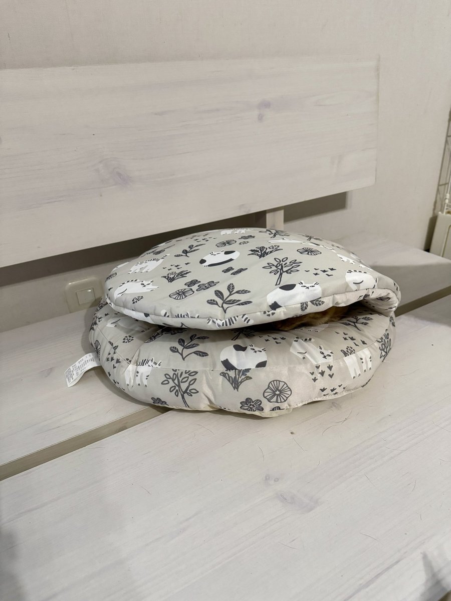 にゃんねこ25匹の猫生活 (@22nekosan) / Posts / X