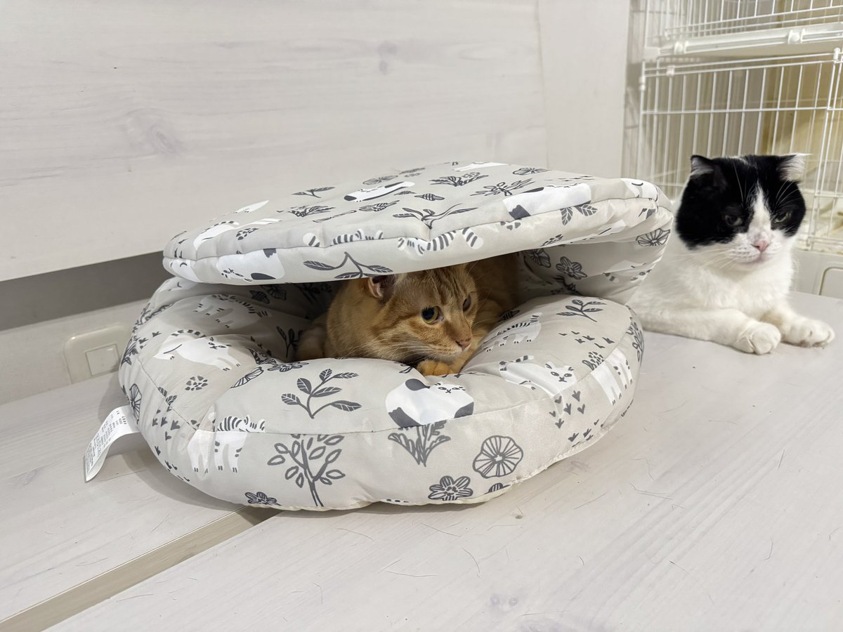 にゃんねこ25匹の猫生活 (@22nekosan) / Posts / X