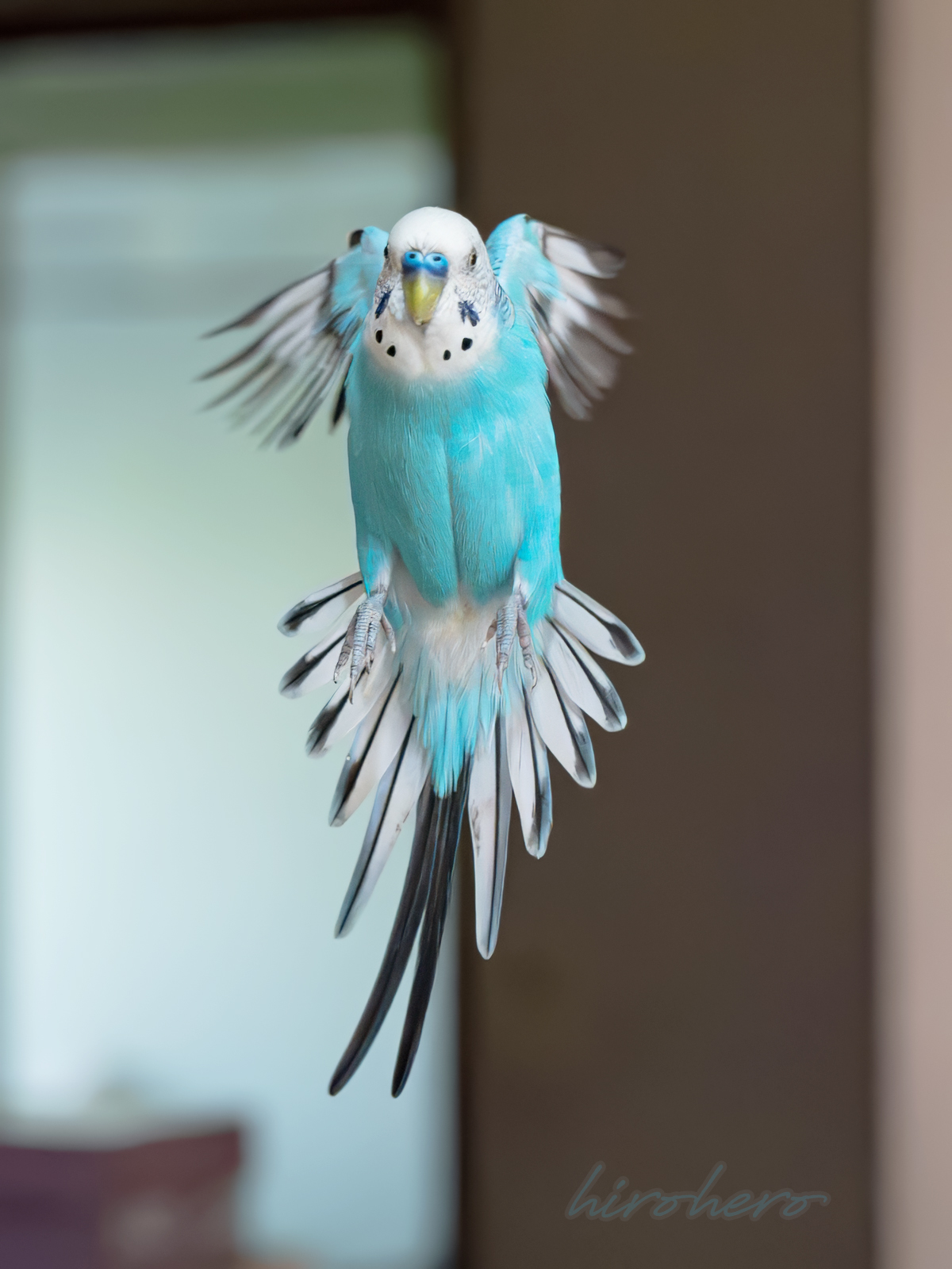 hiro　　アネモネ、信長、インコ Here is a cheerful parakeet who instantly becomes friends