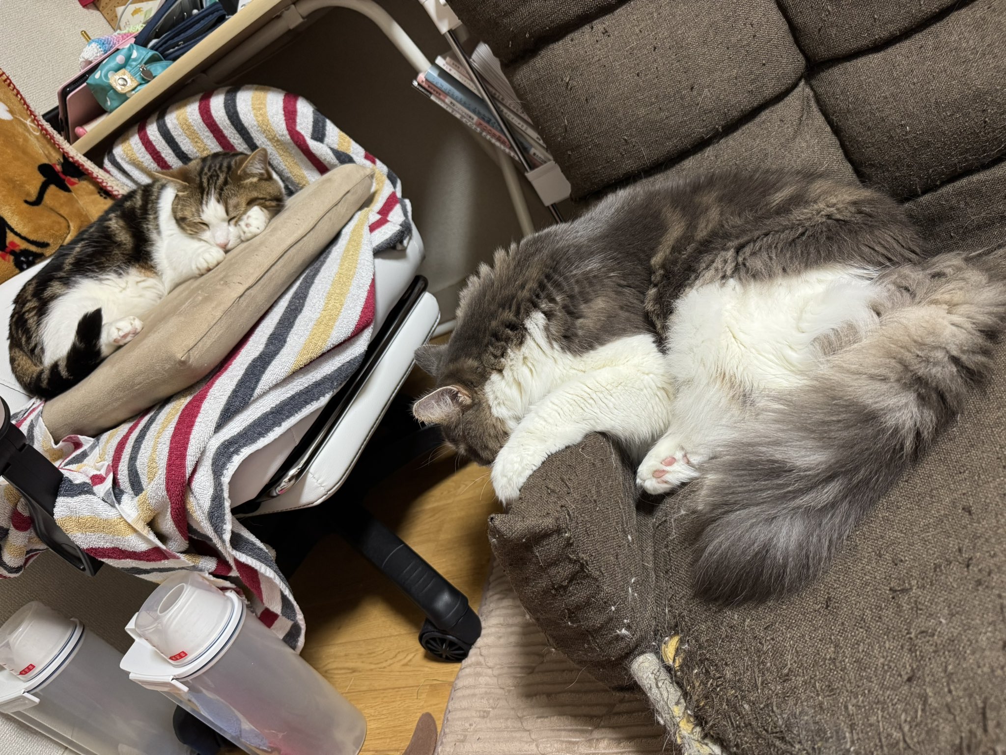 ねこ♡ まみぃ on X: 