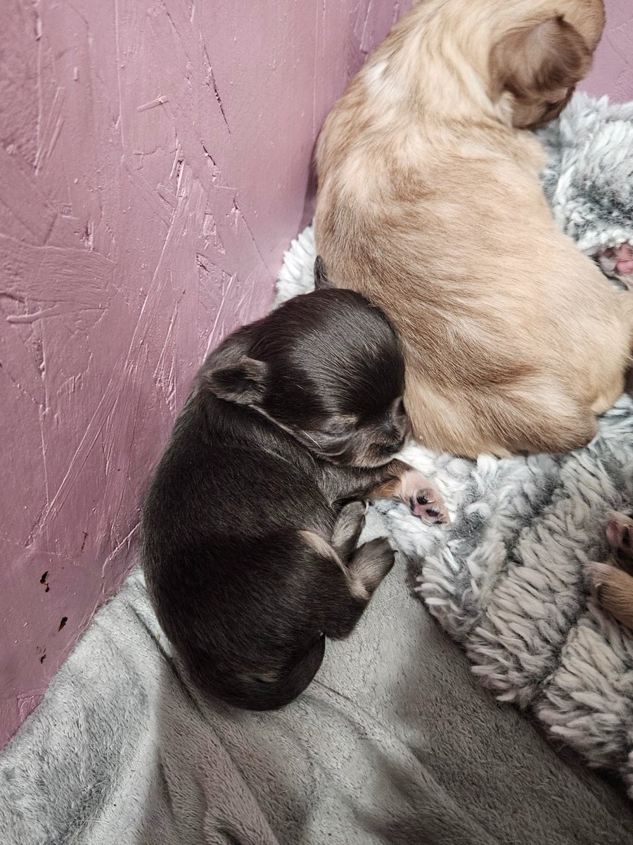 GM! 
Say hi to my new baby, Liliana. 
She's a long haired blue chihuahua 
She's the runt (ofc)