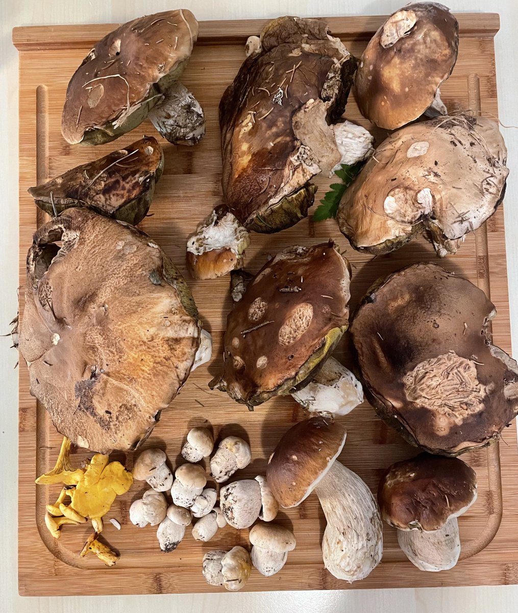 Nature is abundant 🍄‍🟫🍄‍🟫