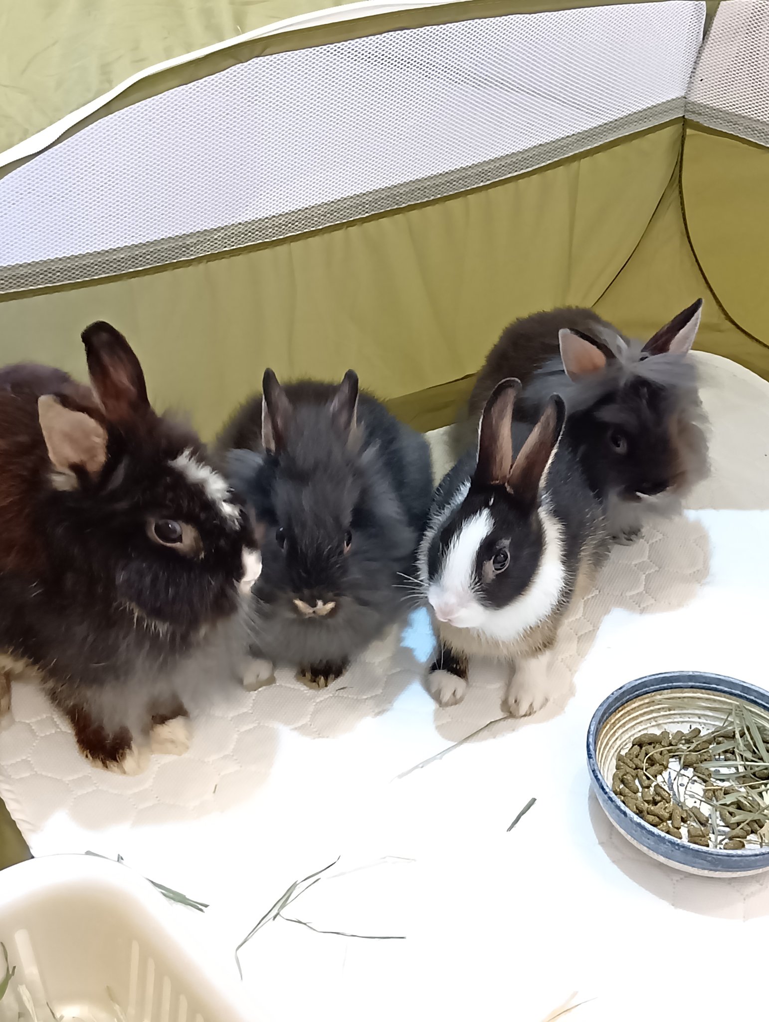 うさぎさん ✿⁡ ⁡ やっと涼しくなったので 庭でおさんぽ🐇⸒⸒🐕 ͗ ͗