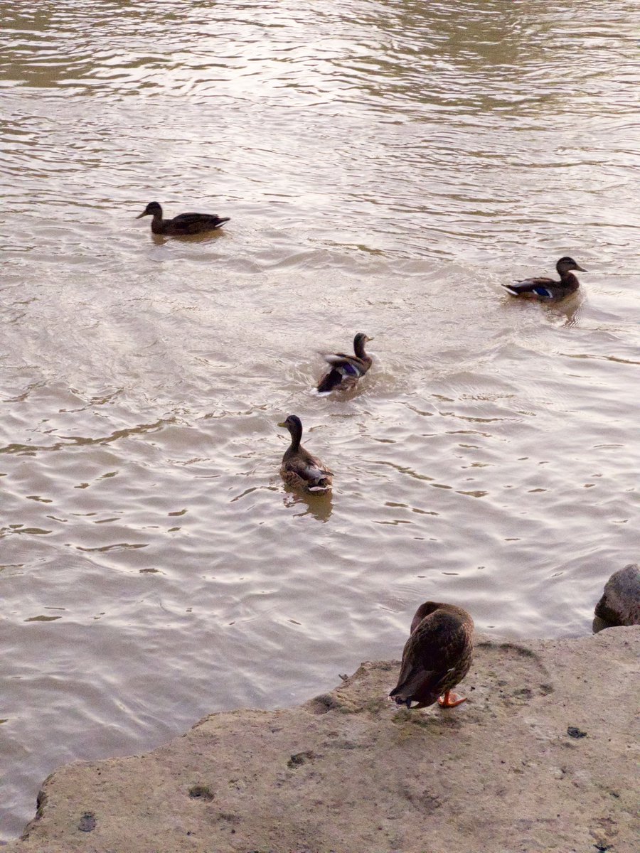 testing the waters 🦆