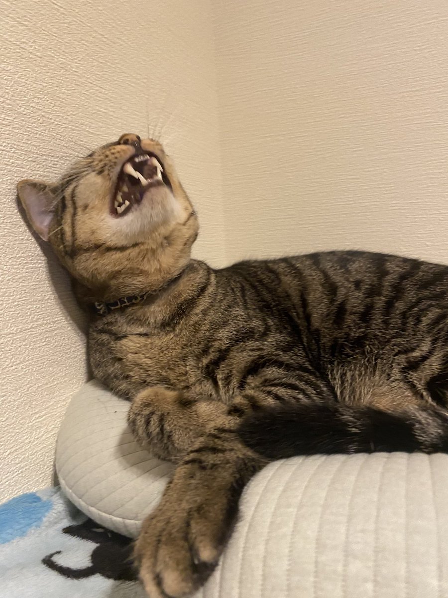 maroteto415's tweet image. 渾身の笑顔😆
渾身過ぎて上向いちゃった🤗
#キジネコ
#笑顔
#ニッ