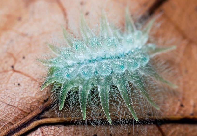 BigBangSciCom's tweet image. La chenille du papillon Isochaetes beutenmuelleri, communément appelée "chenille en verre filé"

Crédits : ?
Source : pinterest.fr/pin/3977945795…

#papillon #insecte #butterfly #bbs #bigbangscience #animals #naturelovers #animaux #science #naturephotography #insects