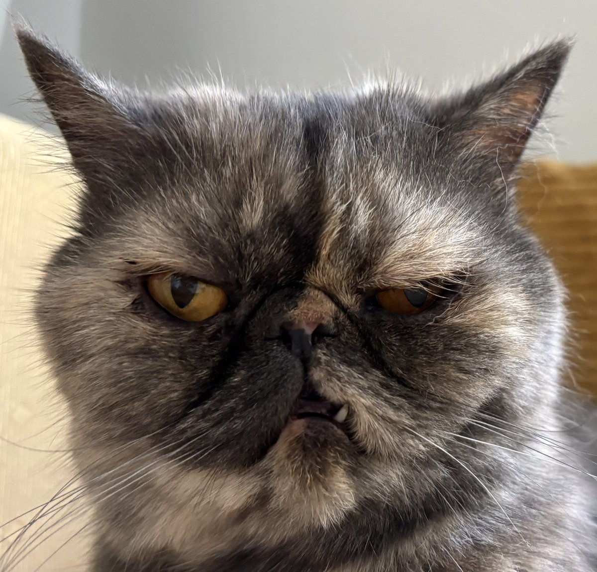 иногда у нас гостит кошка, и это, конечно, абсолютно нелепое создание (внимание на зюб)