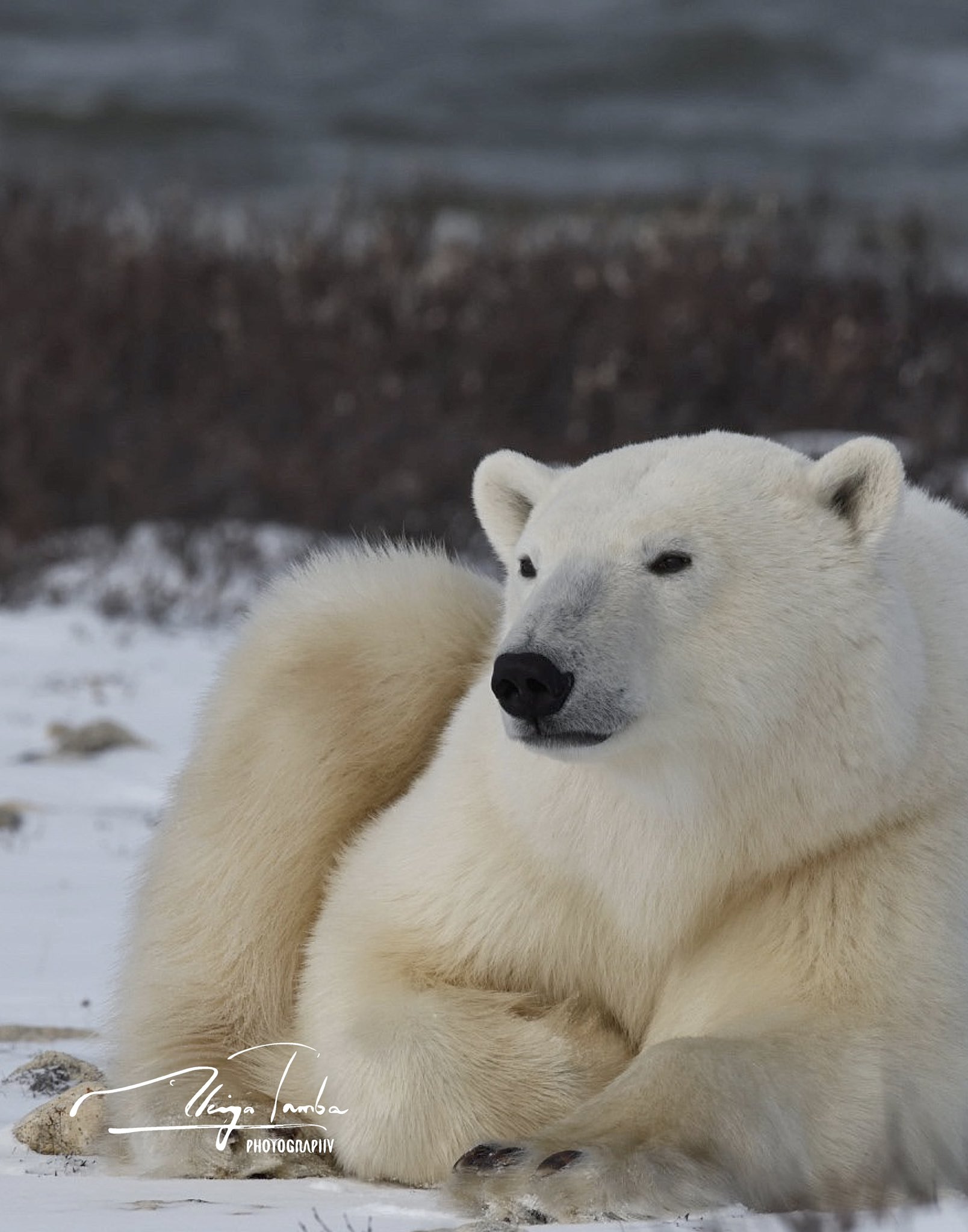 ホッキョクグマ 北極の象徴の文化史 丹葉暁弥 丹葉暁弥 / photographer (@AkiyaTamba) / X