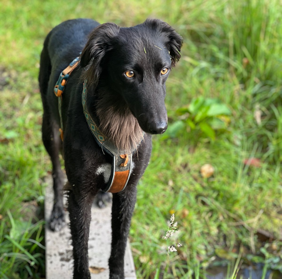 K9TrailTime's tweet image. When your dog does his best ‘blue steel’ pose, modelling the Non-stop Line harness Rachel Pohl design in Teal, but has random bits of grass on his head 😆🤦🏼‍♀️

Harness available online at K9 Trail Time 💻

#k9trailtime #handsfreehappydogwalking #dogmodel #dogharness #nonstopdogwear
