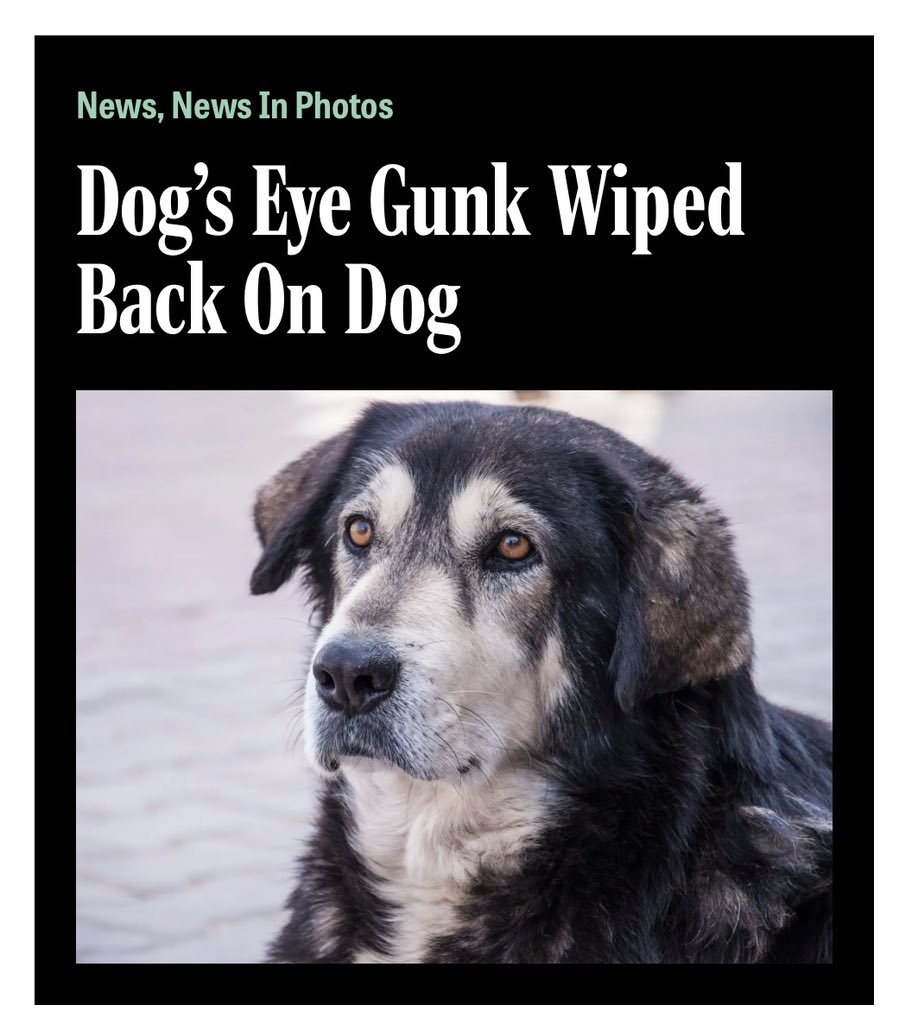 Dick Gorgeous (@dickgorgeous) on Twitter photo 