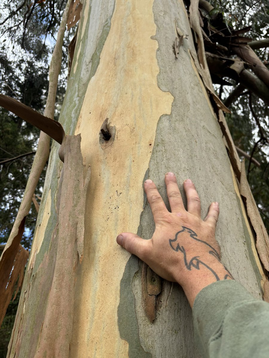 Dm for #tree work and stump grinding

#northberwick #haddington #eastlinton #dunbar