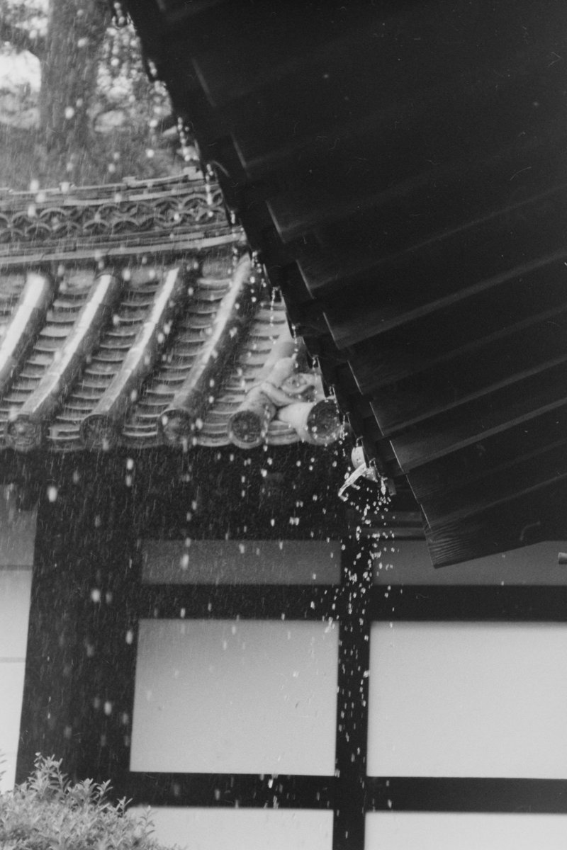 norikazu_inoue's tweet photo. 嵐山散歩_3917。
ISO800に増感。
SPD 1:1 21℃ 16分。
#kyoto
#arashiyama
#フイルム写真
#ニコンf801
#afnlkkor70_200mmf4_5.6
#マリックス200
#ei800 https://t.co/VI0IxvYh5B