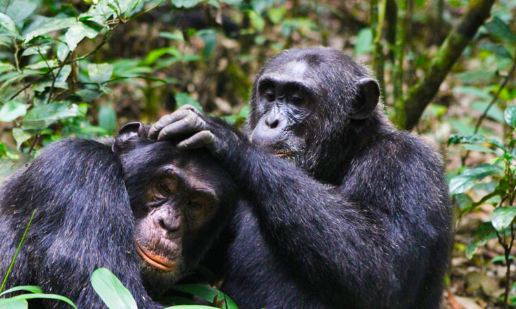 Caninesafaris's tweet photo. In Uganda’s Kibale NP, the Primate Capital of the World, chimps leap through green canopies, chatter in clans &amp; greet you in the wild.
Top spots: Kanyanchu Trail &amp; Sebitoli.

Uganda where wild meets wonder.

BOOK YOUR SAFARI
https://t.co/USb8cuxDwx

Happy New Week
#VisitUganda https://t.co/hA8bkclceQ