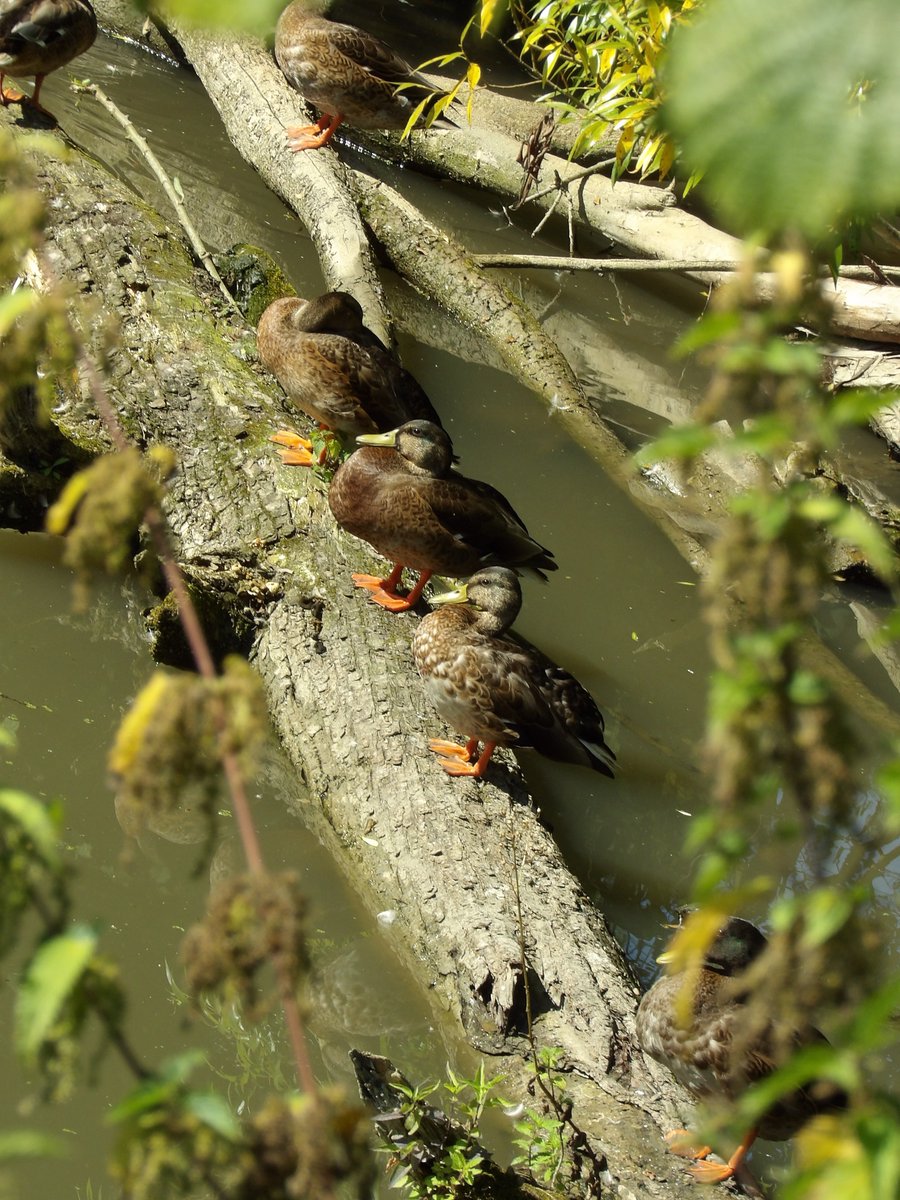 Kévin Depois tweet media