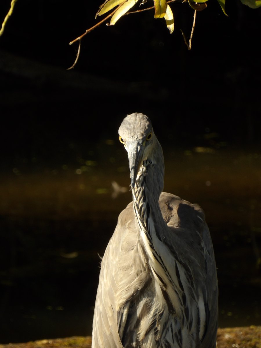 Kévin Depois tweet media