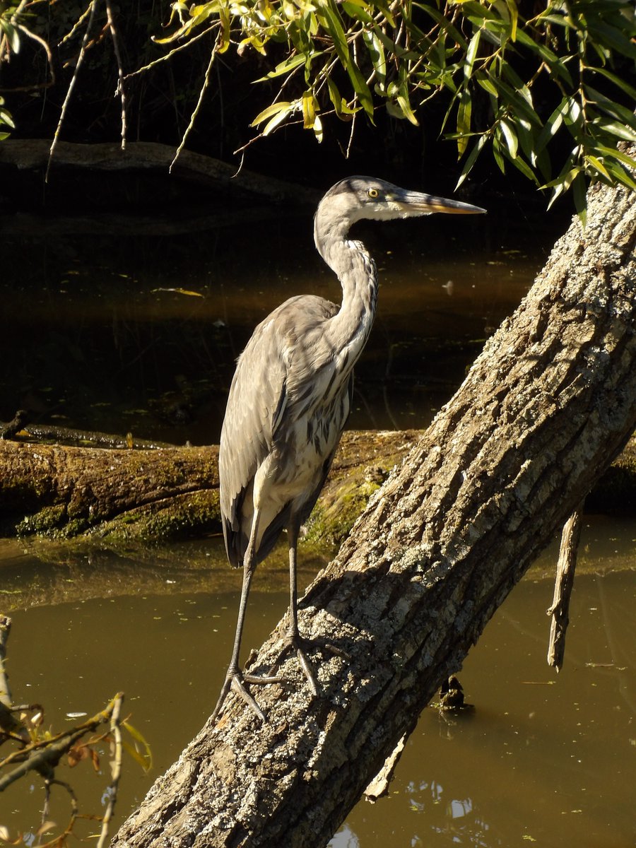 Kévin Depois tweet media
