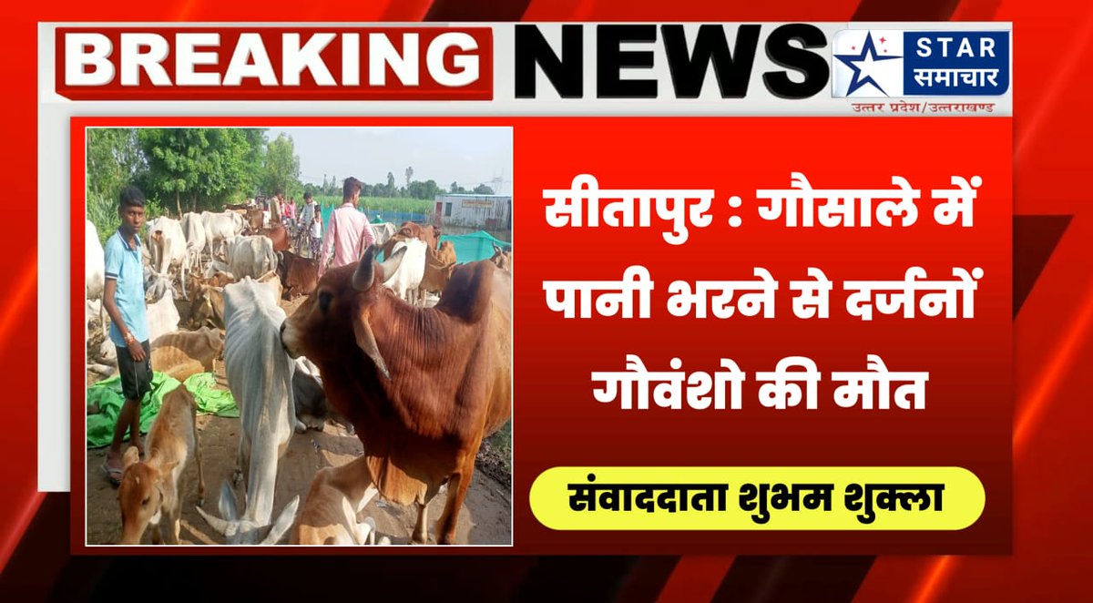VimalVhp's tweet photo. इस गौशाला में भ्रष्टाचार करने वाले को संरक्षण कौन दे रहा है, मिश्रित की गौशाला तालाब बन गई,जनता नाराज़,गौवध/गौ-तस्करी हो रही है?डा०नदारद
@dm_sitapur @sitapurpolice @CdoSitapur @myogiadityanath @PMOIndia @Uppolice @HMOIndia @DOAHUP @dainikjagranlko @UPGauAayog @UPGovt @UPGaushala https://t.co/7HkAfPvXED