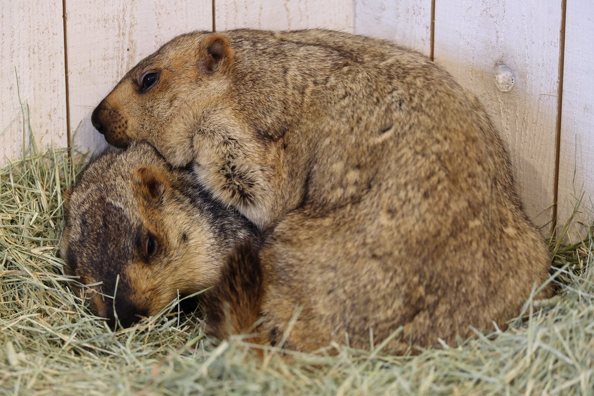 htop_marmota's tweet image. お友達に乗っかるマーモット
#マーモット村
#キャラメル
#コロネ
