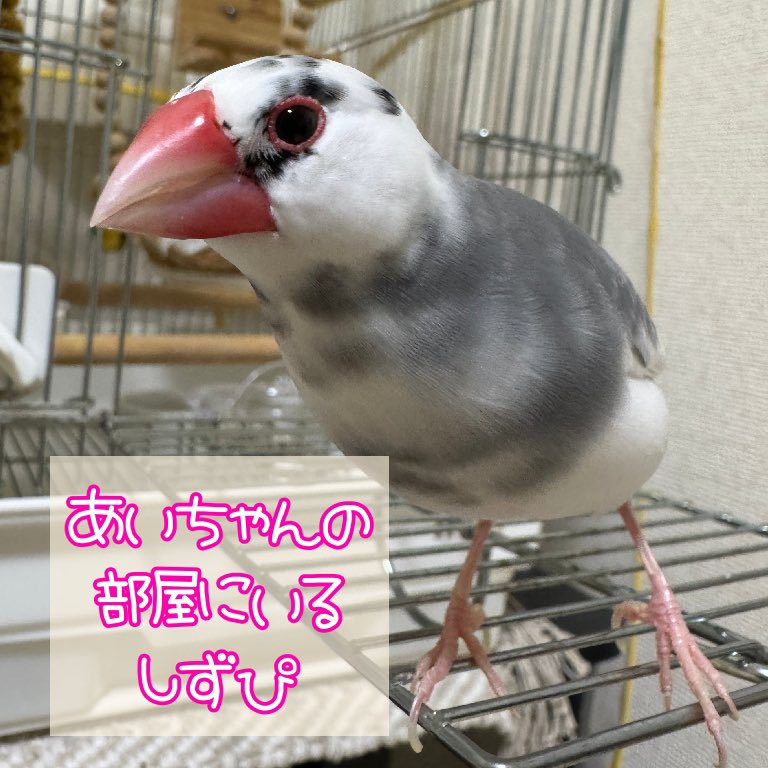 あいちゃんandしずぴ🐥💕
#文鳥　#かわいい　#あいちゃん　#しずぴ