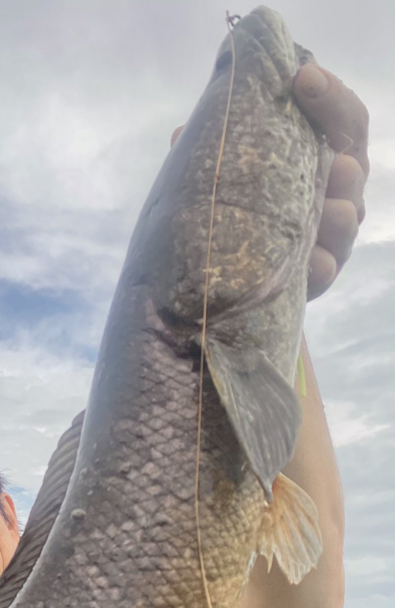 boost_up_kuma's tweet photo. GBT⚡️（ｸﾞﾚｰﾄﾍﾞｺﾝﾂｱｰ）
ライギョ・ナマズゲーム🎣
釣り仲間が来てくれたので、全力でおもてなし💪心配だった天候もなんとかok
２日間やりきりました✨
数えきれないアタック・バラシ…ドラマあり。大量捕獲と大変excitingな釣りになりましたね👍
また、お待ちしております。 https://t.co/rp31v6do32