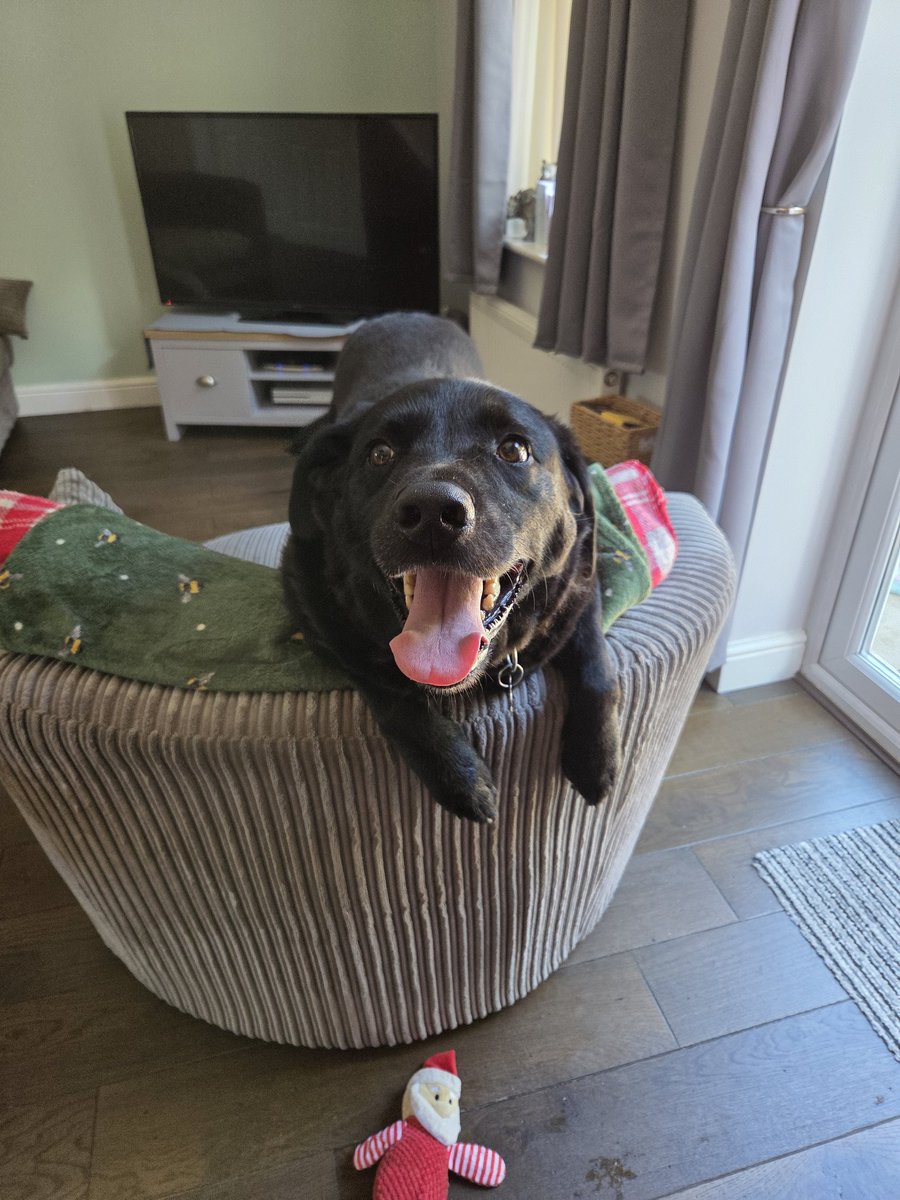 AmyWhit066's tweet photo. @GraemeDogfather We have Bear ❤️ https://t.co/EgixbjJ7h8