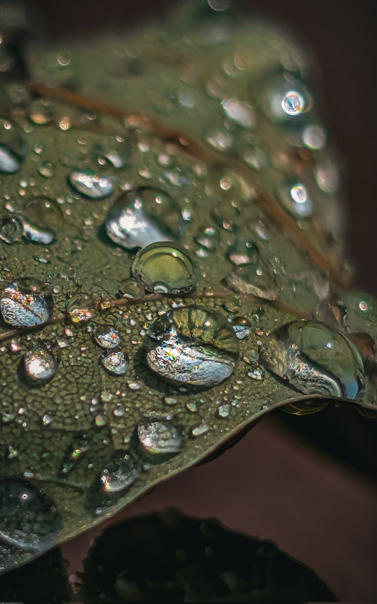 💚🖤💚🖤💚
#macro #Nature #photography