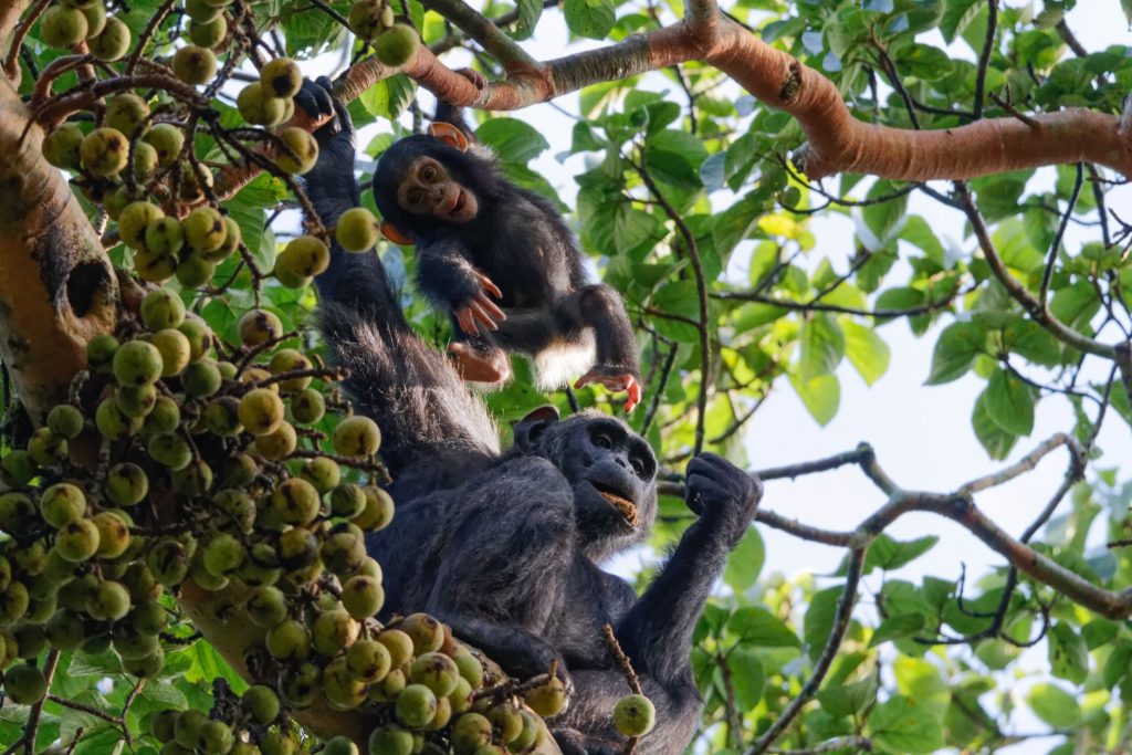 Caninesafaris's tweet photo. In Uganda’s Kibale NP, the Primate Capital of the World, chimps leap through green canopies, chatter in clans &amp; greet you in the wild.
Top spots: Kanyanchu Trail &amp; Sebitoli.

Uganda where wild meets wonder.

BOOK YOUR SAFARI
https://t.co/USb8cuxDwx

Happy New Week
#VisitUganda https://t.co/hA8bkclceQ