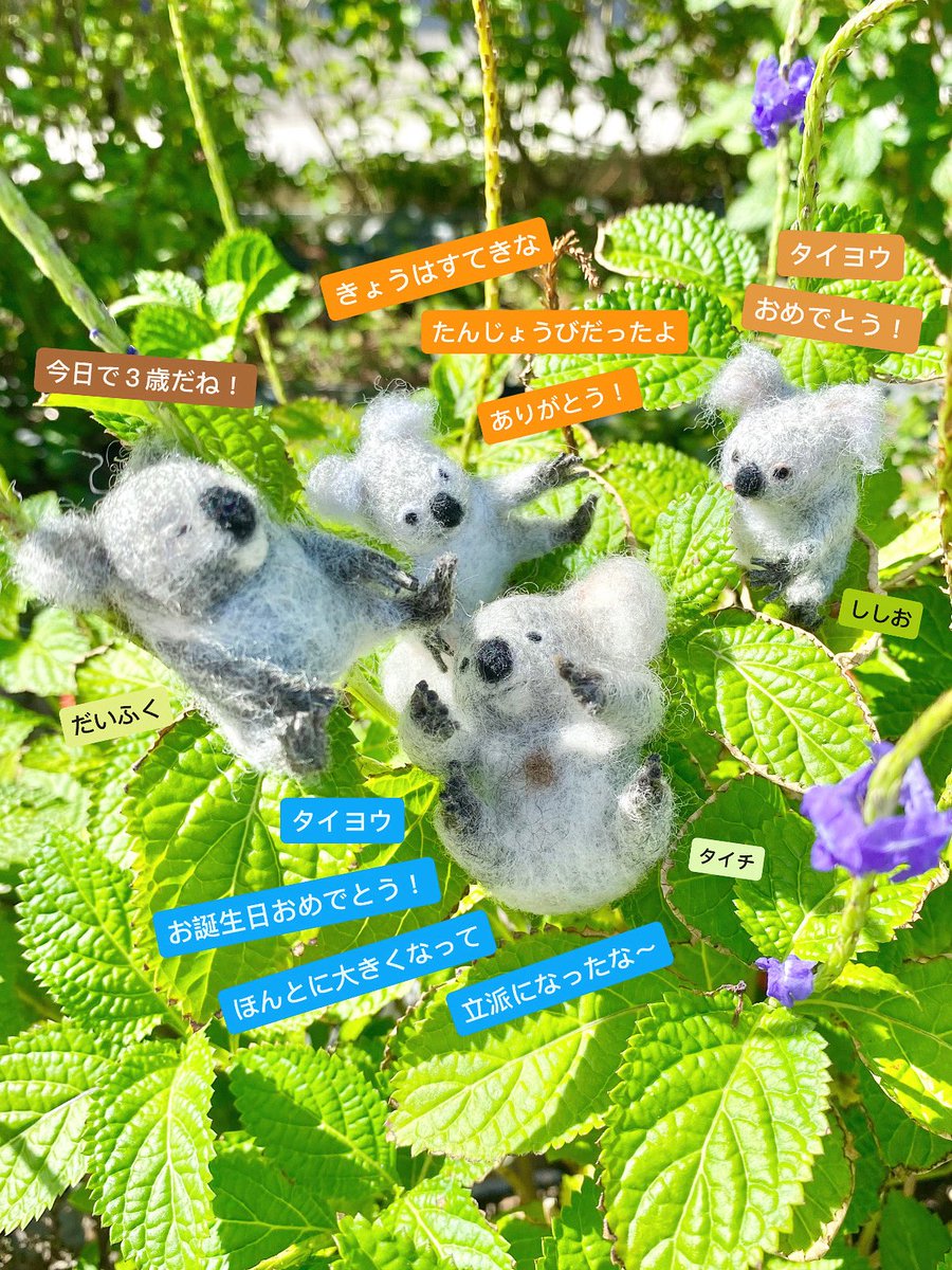 chirpysasalin's tweet image. お誕生日おめでとう🥳
あっという間にタイヨウも３歳だね
元気に育ってるのがすごくうれしいよ
タイヨウの笑顔が一番かわいいんだ☺️
これからもたくさん食べて
ずっと元気でいてね❣️

#お誕生日 #コアラのお誕生日
#タイヨウ #タイチ 
#だいふく #ししお
#子守熊 #コアラ #SasalinNanami🐨